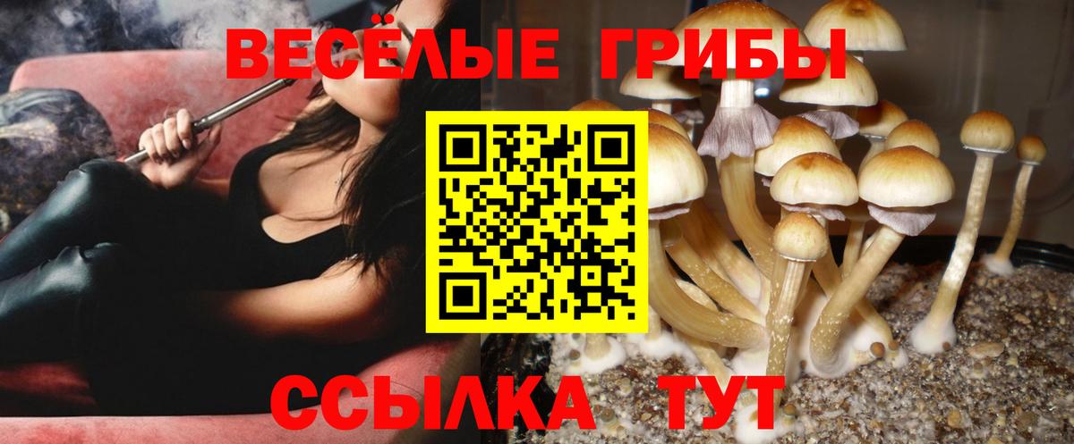 Чайковский  Галлюциногенные грибы Magic Shrooms  Псилоцибиновые грибы Psilocybine cubensis  Вход с VPN 